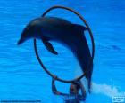 Дельфин прыгает по обруч